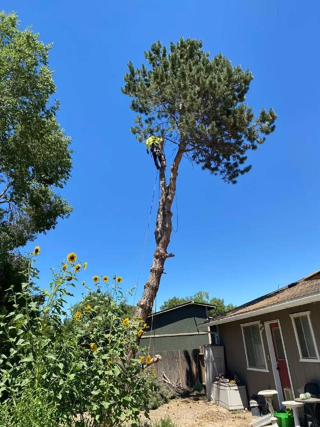 An image of a tree leaning dangerously over a house roof, highlighting a potential safety hazard and risk to the structure.